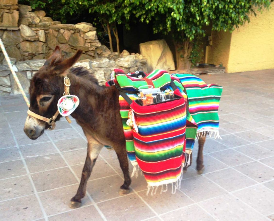 Beer burro for themed events